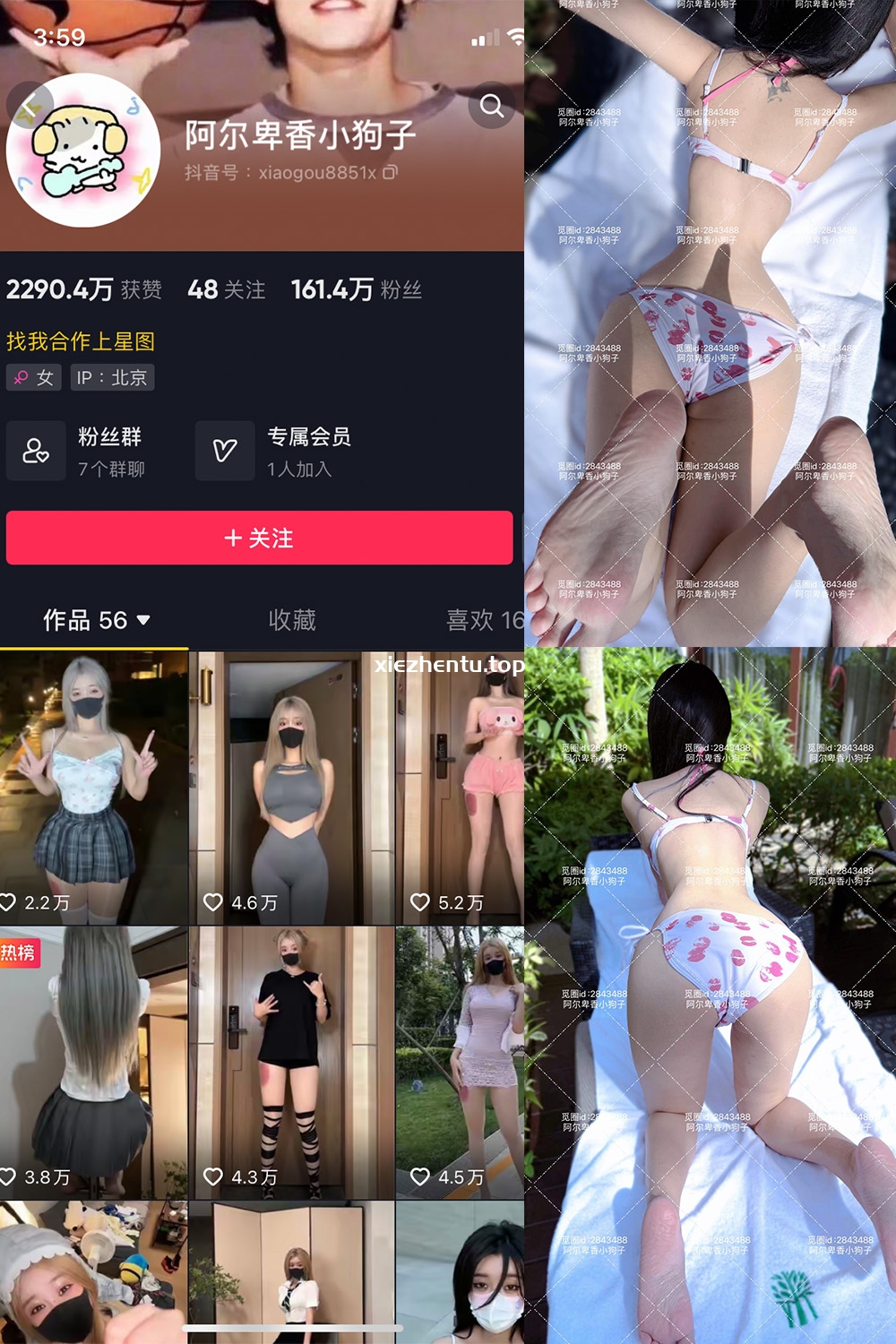 抖音 阿尔卑香小狗子 微密圈 NO.060期 【17P】最新至:2025.2.8